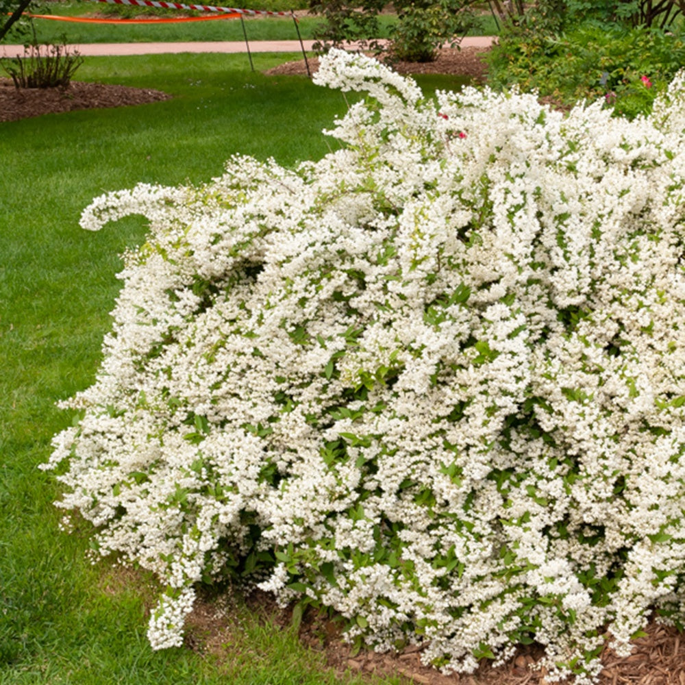 deutzie düngen Deutzie gracilis - Deutzia gracilis