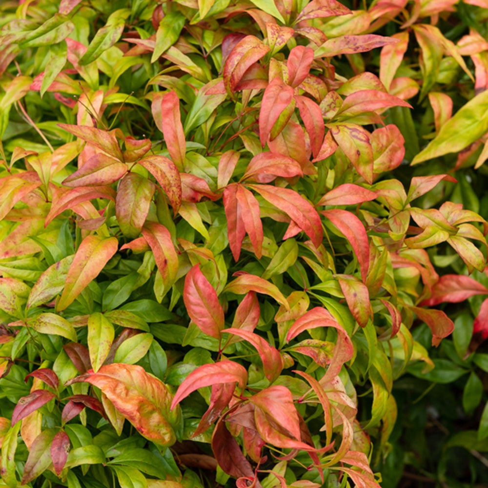 heiliger bambus winterhart Heiliger Bambus - Nandina domestica