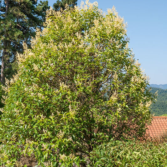 Gewöhnlicher Liguster - Bakker