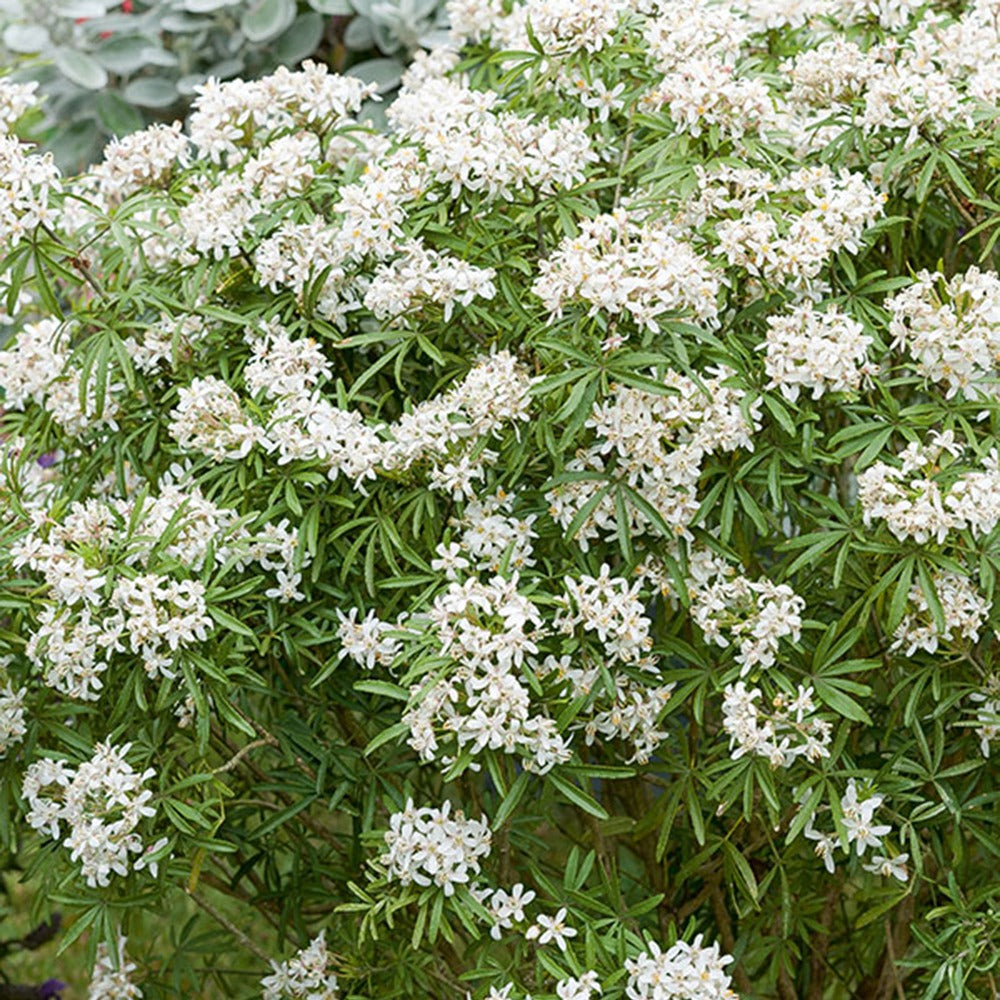 Orangenblume White Dazzler ® - Choisya ternata White Dazzler ®