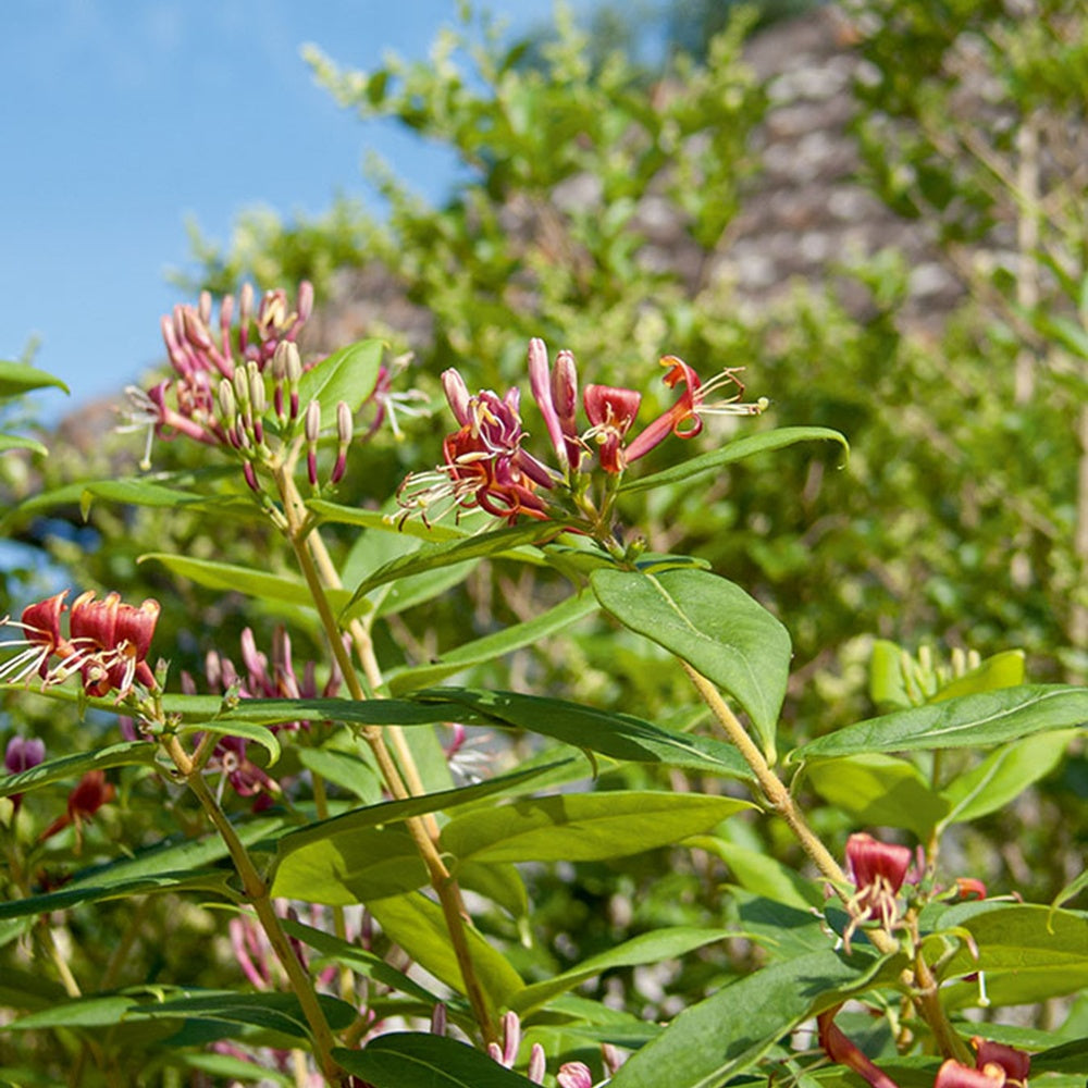 Henrys kletterndes Geißblatt - Lonicera henryi
