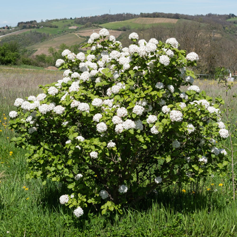 Koreanischer Duftschneeball - Viburnum carlesii