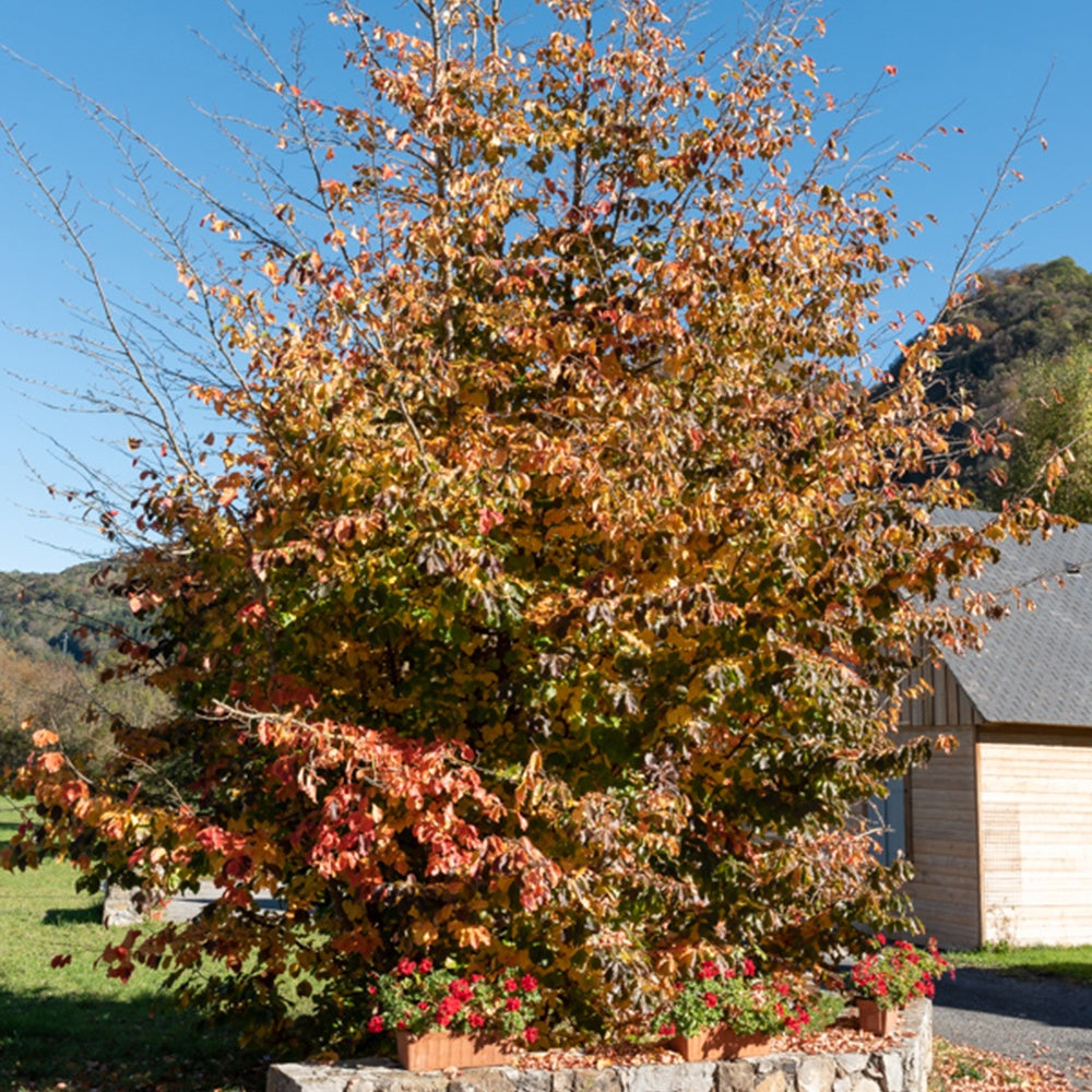 eisenholzbaum bonsai Eisenholzbaum - Parrotia persica