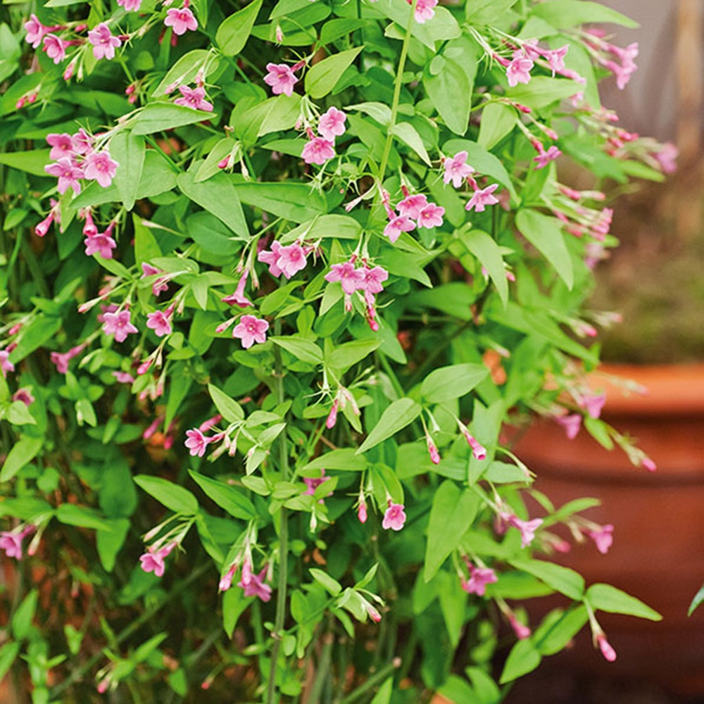 Rosa Jasmin - Jasminum beesianum