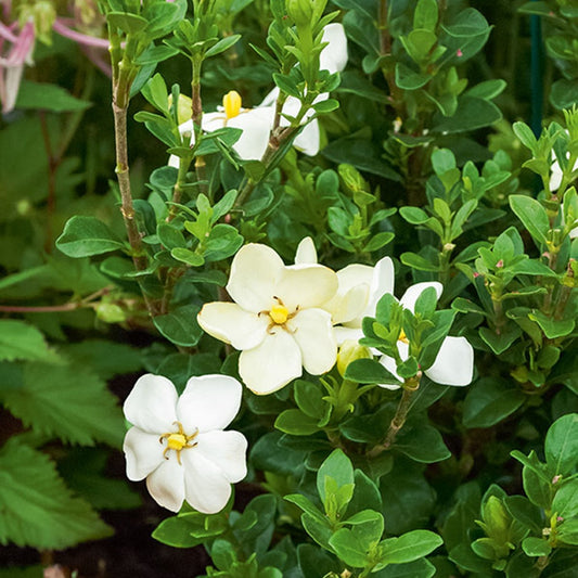 Gardenie Kleims Hardy - Gardenia jasminoides 'kleim's hardy' - Terrasse balkon