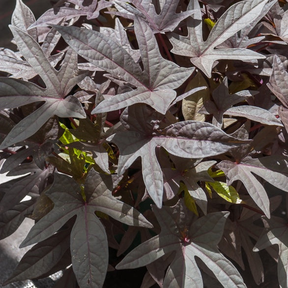 Zier-Süßkartoffel 'Sweet Caroline Purple' (x3) - Ipomoea batatas 'sweet  caroline purple'