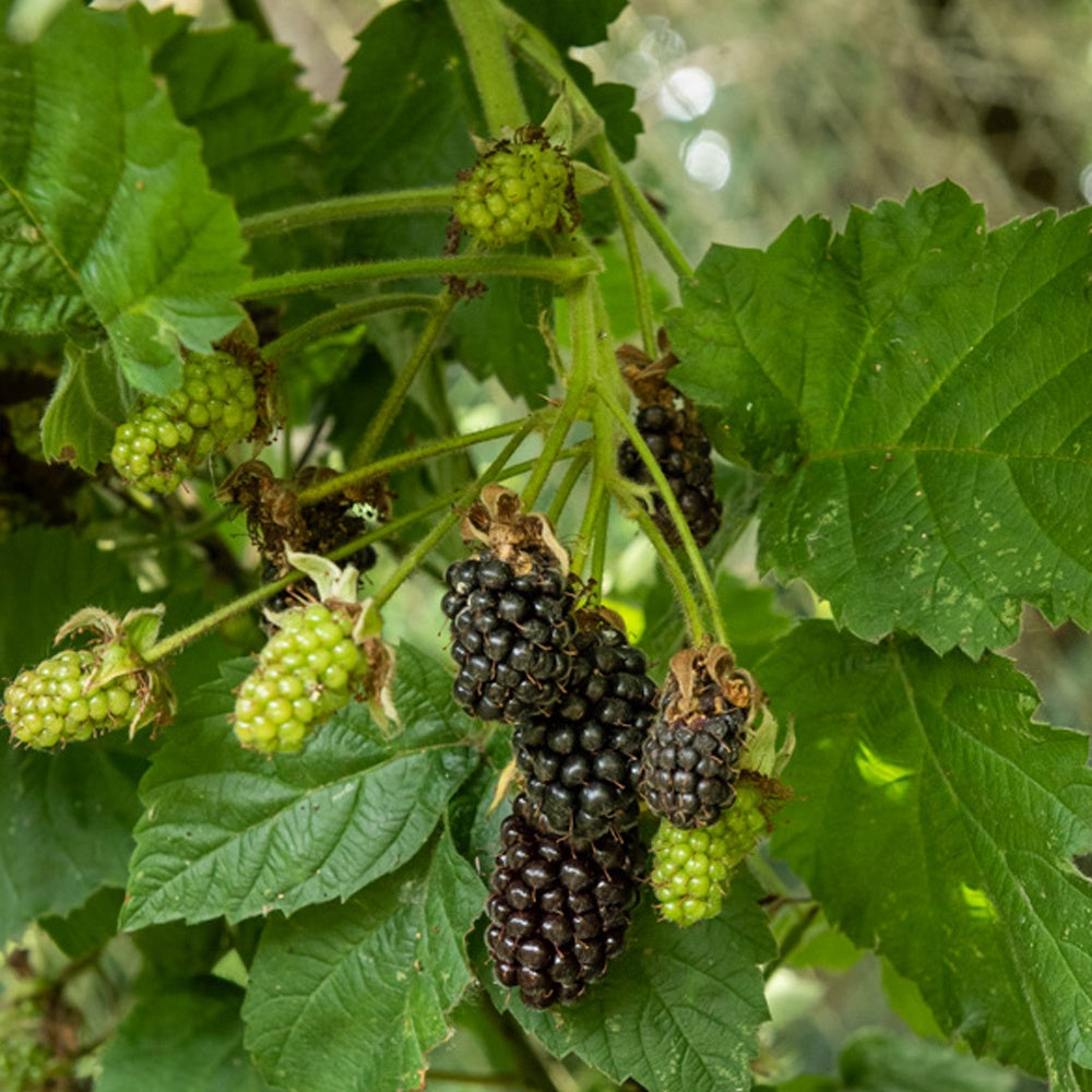 stachellose Brombeere - Bakker