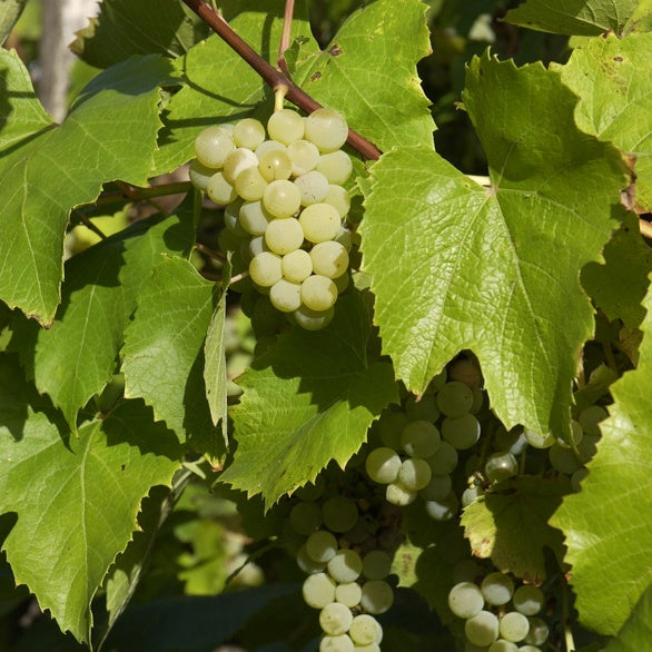 Weisse Traube Bianca - Bakker