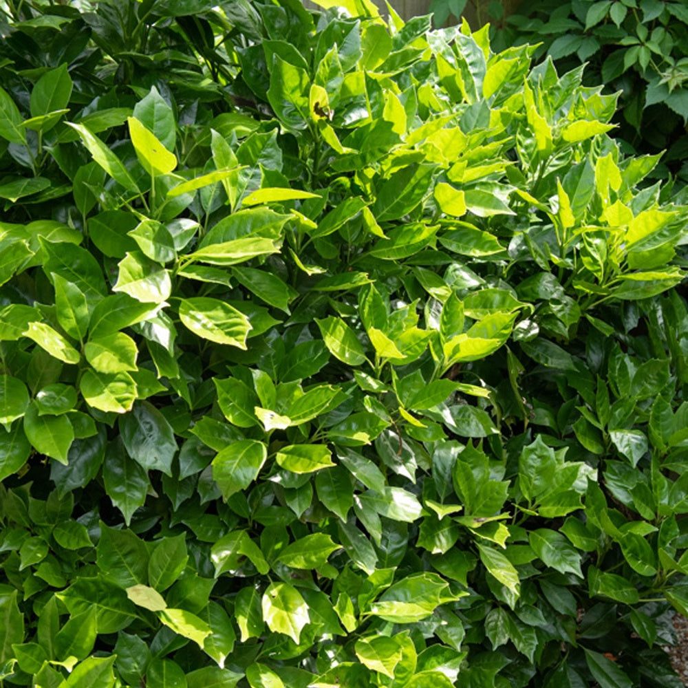 Aucuba 'Rozannie' - Aucuba japonica Rozannie