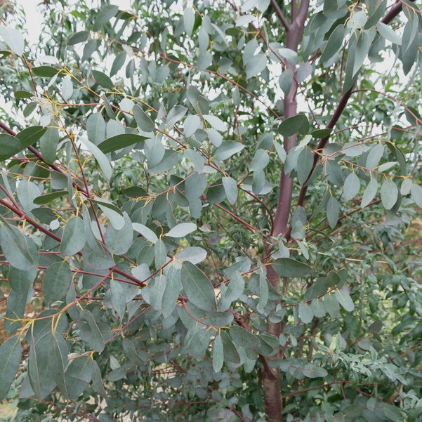 Eukalyptus - Eucalyptus parviflora