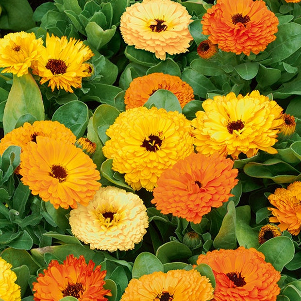 Saatgut Doppelte Ringelblumen Mischungen - Calendula officinalis