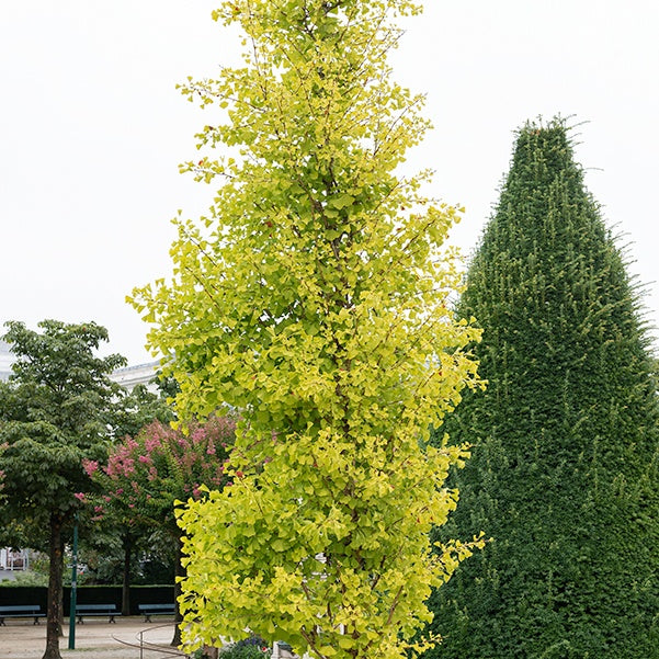 Ginkgo biloba 'Blagon' - Ginkgo biloba blagon