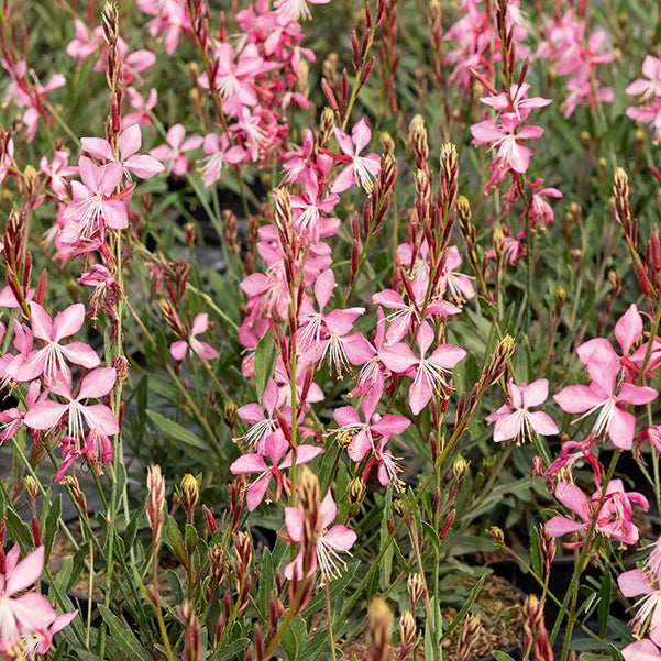 Prachtkerzen weiß + rosa (x2) - Gaura lindheimeri (blanc +siskiyou pink)