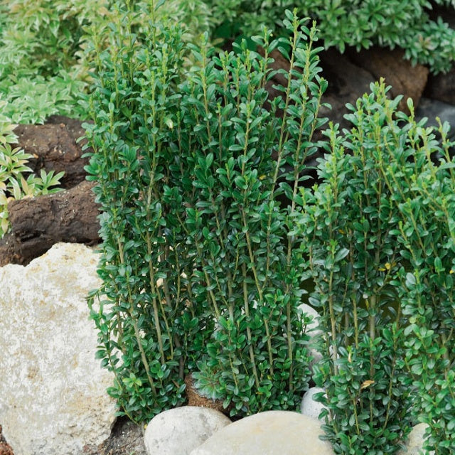 Japanische Stechpalme Fastigiata - Ilex crenata fastigiata