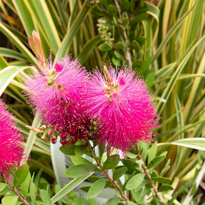 Zylinderputzer 'Hot Pink'