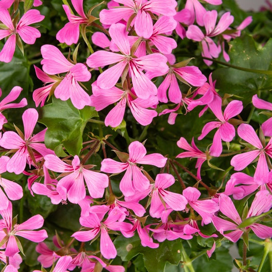 Hänge-Geranie rosa - Pelargonium peltatum - Beetpflanzen