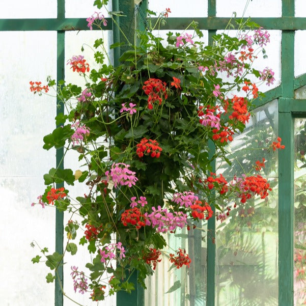 efeu pelargonie Hängegeranie rot