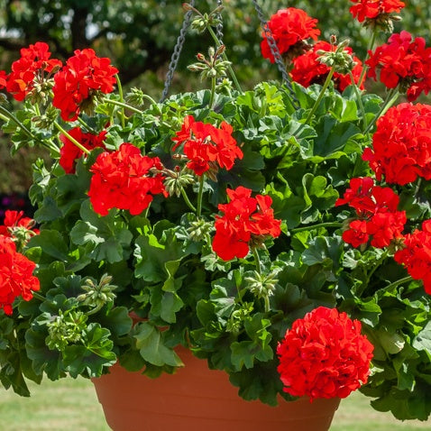 Stehgeranie rot - Pelargonium zonale