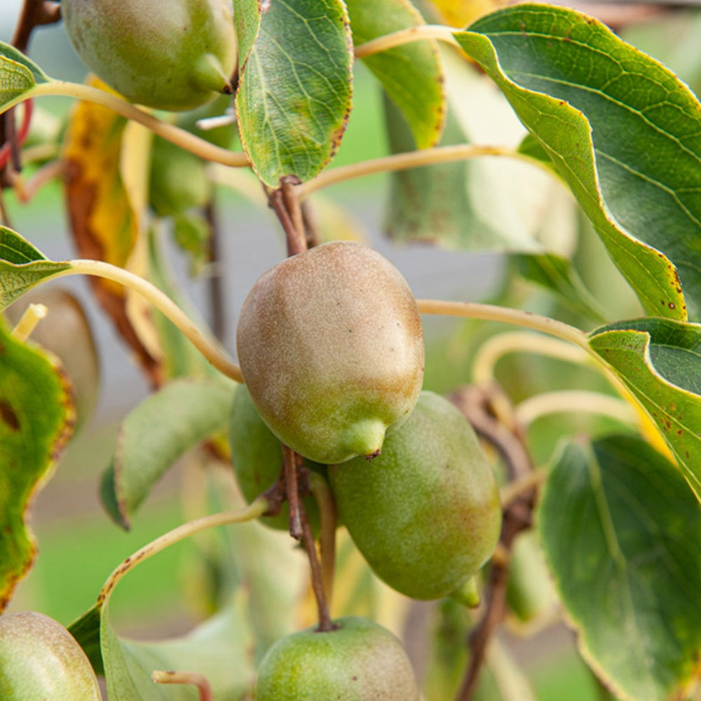 Zwerg-Kiwi Kens Red - Actinidia arguta 'ken's red'
