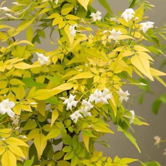 Jasmine Fiona Sunrise - Jasminum officinale 'frojas' fiona sunrise - Gartenpflanzen