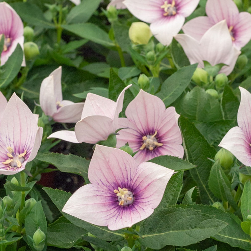 Ballonblume Pink - Platycodon grandiflorus pink