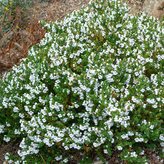 Tasmanische Strauchminze - Bakker