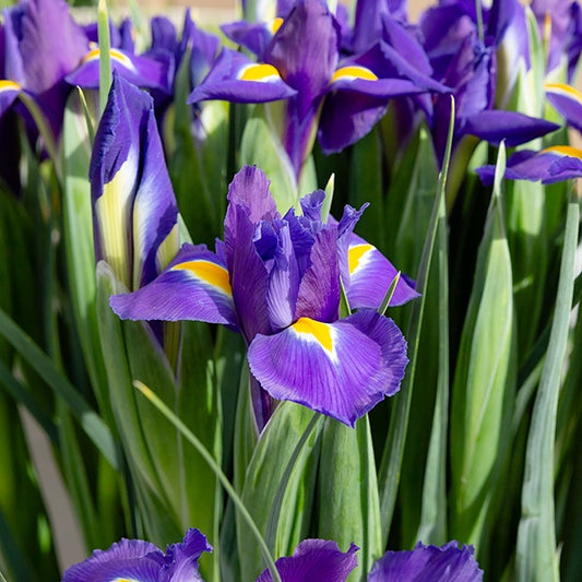 Holländische Schwertlilien 'Purple Sensation' - Iris 'purple sensation' - Blumenzwiebeln