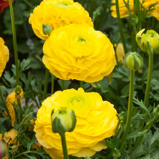 Gelbe Ranunkeln - Ranunculus yellow - Blumenzwiebeln