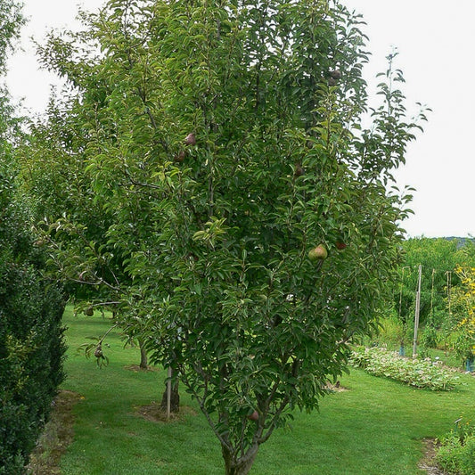 Birnbaum Cannelle - Pyrus communis cannelle - Obst