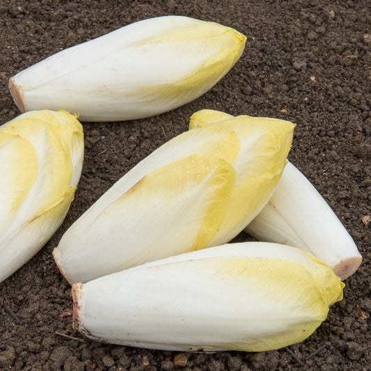 Zichorie Witloof Bingo F - Bakker