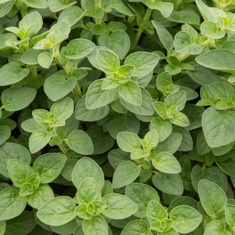 Oregano - Gemüsegarten