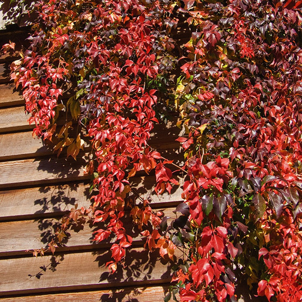 Selbstkletternde Jungfernrebe 'Engelmannii' - Parthenocissus quinquefolia  'engelmannii'