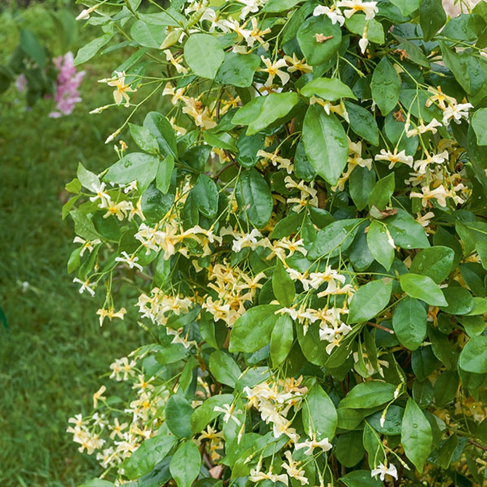 Sternjasmin 'Star of Toscane'