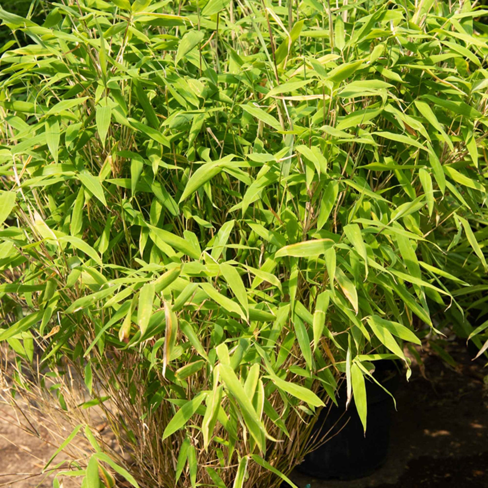 Fargesia rufa - Gartenbambus - Nicht-invasive Bambusse