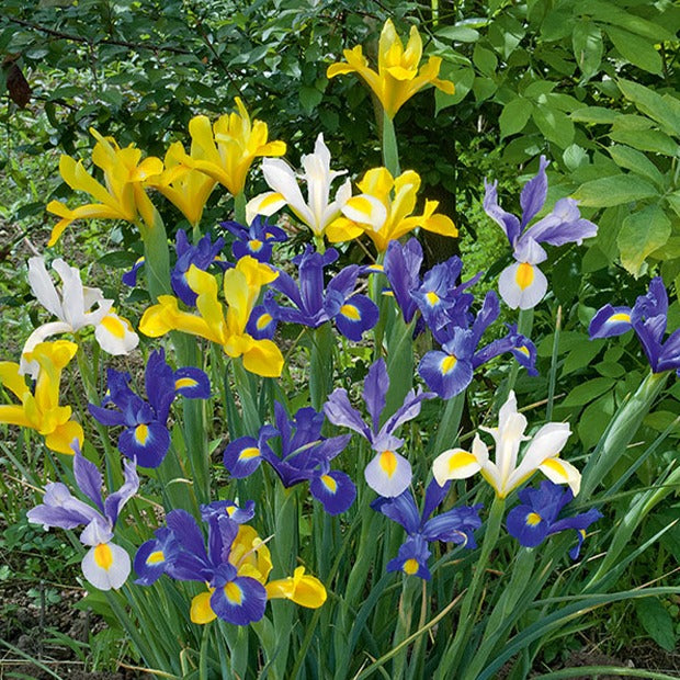 Holländische Iris Mischung 'Dutch Garden' (x50) - Iris hollandica - Iris