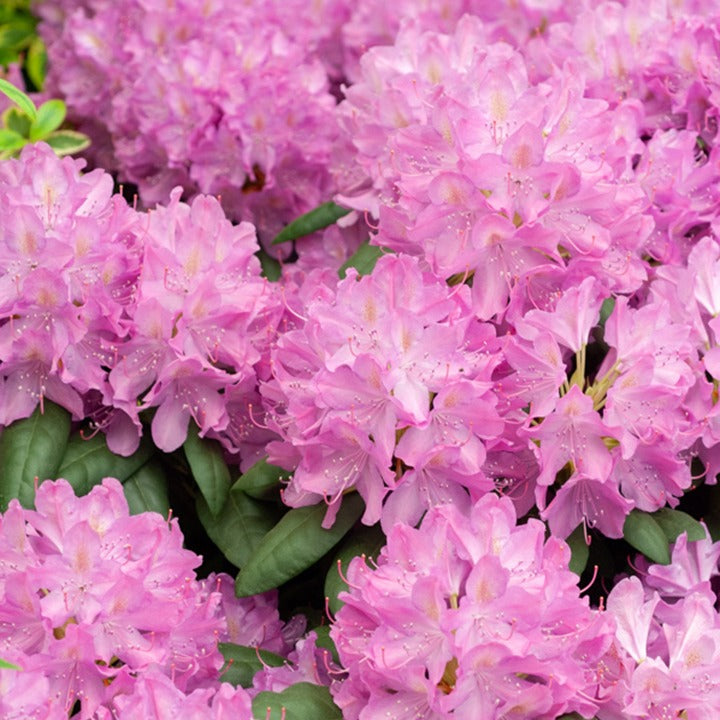 Alpenrose 'Roseum Elegans'