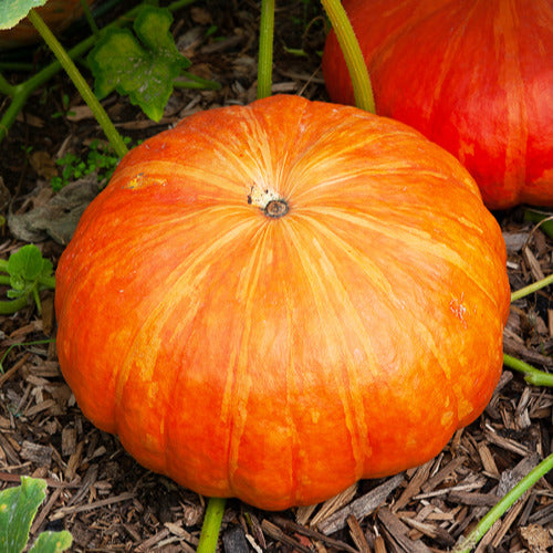 Saatgut Kürbis 'Rote Zentner' - Cucurbita maxima rouge vif d'etampes
