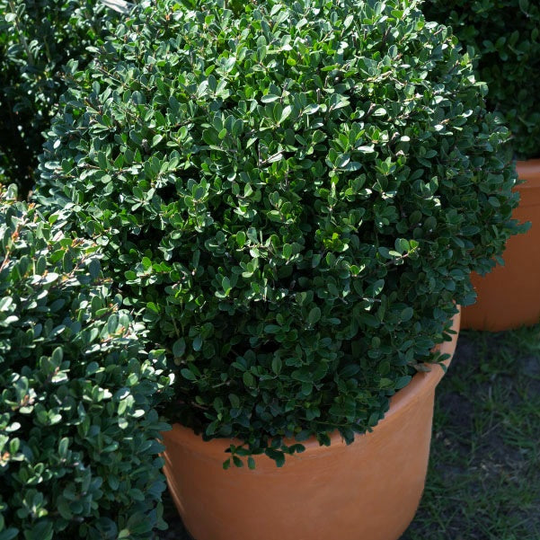 Japanische Stechpalme 'Dark Green'® - Ilex crenata dark green