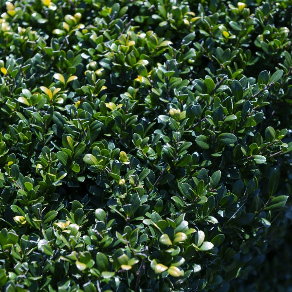 Japanischer Stechpalme - Ilex Crenata - Japanische Stechpalme - Ilex crenata Dark Green - Houx japonais