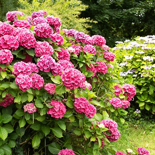 Hortensie rosa