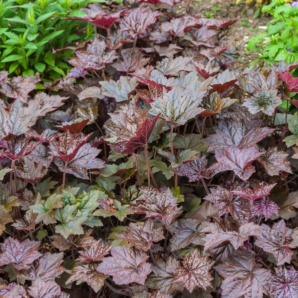 Heuchera micrantha palace purple discount
