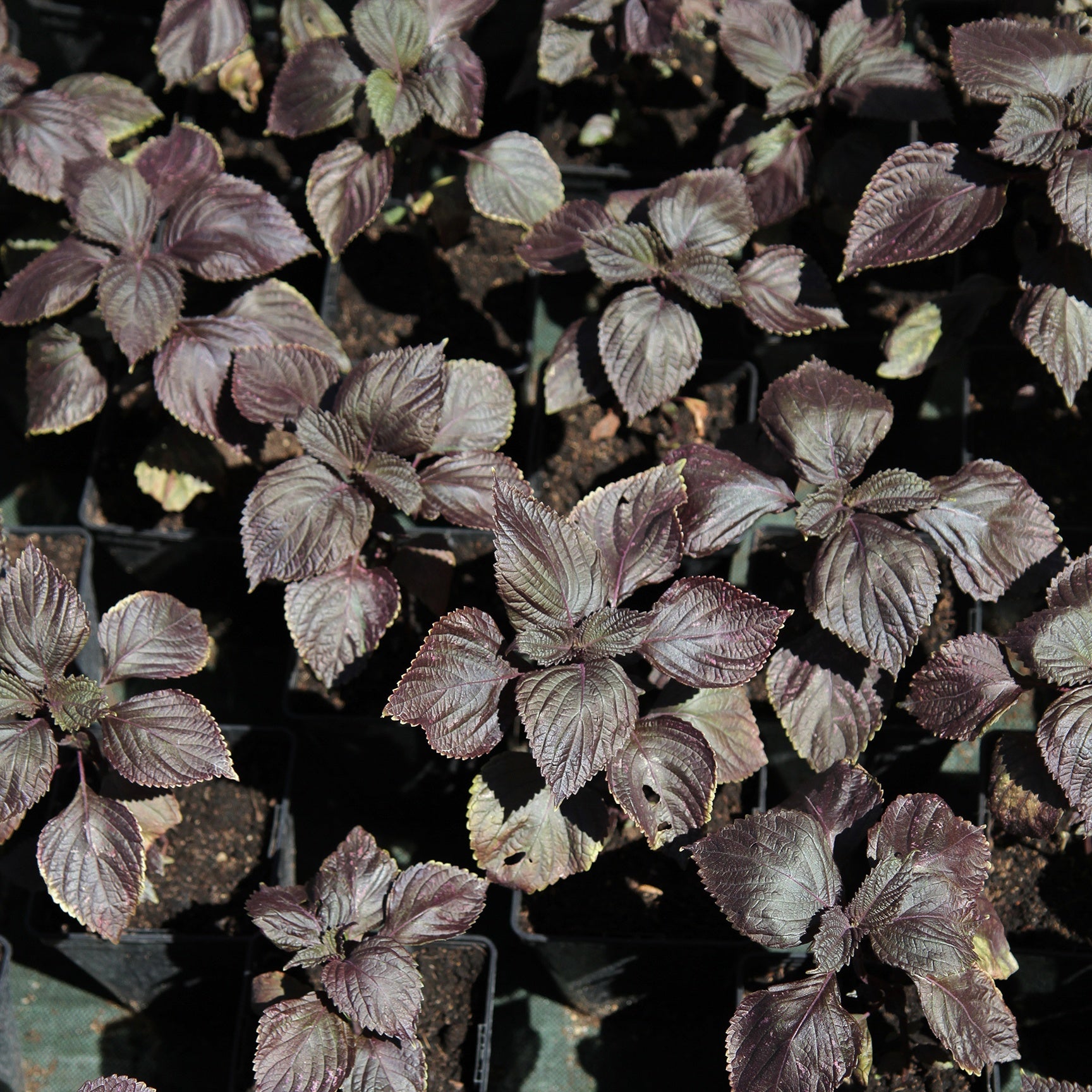 Saatgut Roter Shiso (Perilla) - Perilla frutescens rouge (shiso)