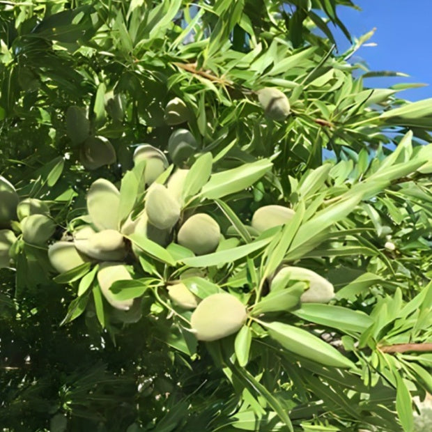Mandelbaum - Prunus dulcis Texas