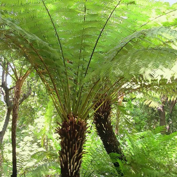 Farne - Tasmanischer Baumfarn - Dicksonia antarctica