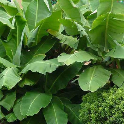 Zwergbanane Dwarf Cavendish - Musa acuminata Dwarf Cavendish
