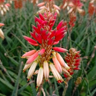Aloe Safari Sunrise - Aloe x safari Sunrise ® - Bakker