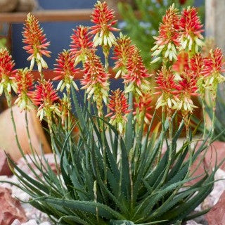 Aloe x safari Sunrise ® - Aloe Safari Sunrise - Stauden