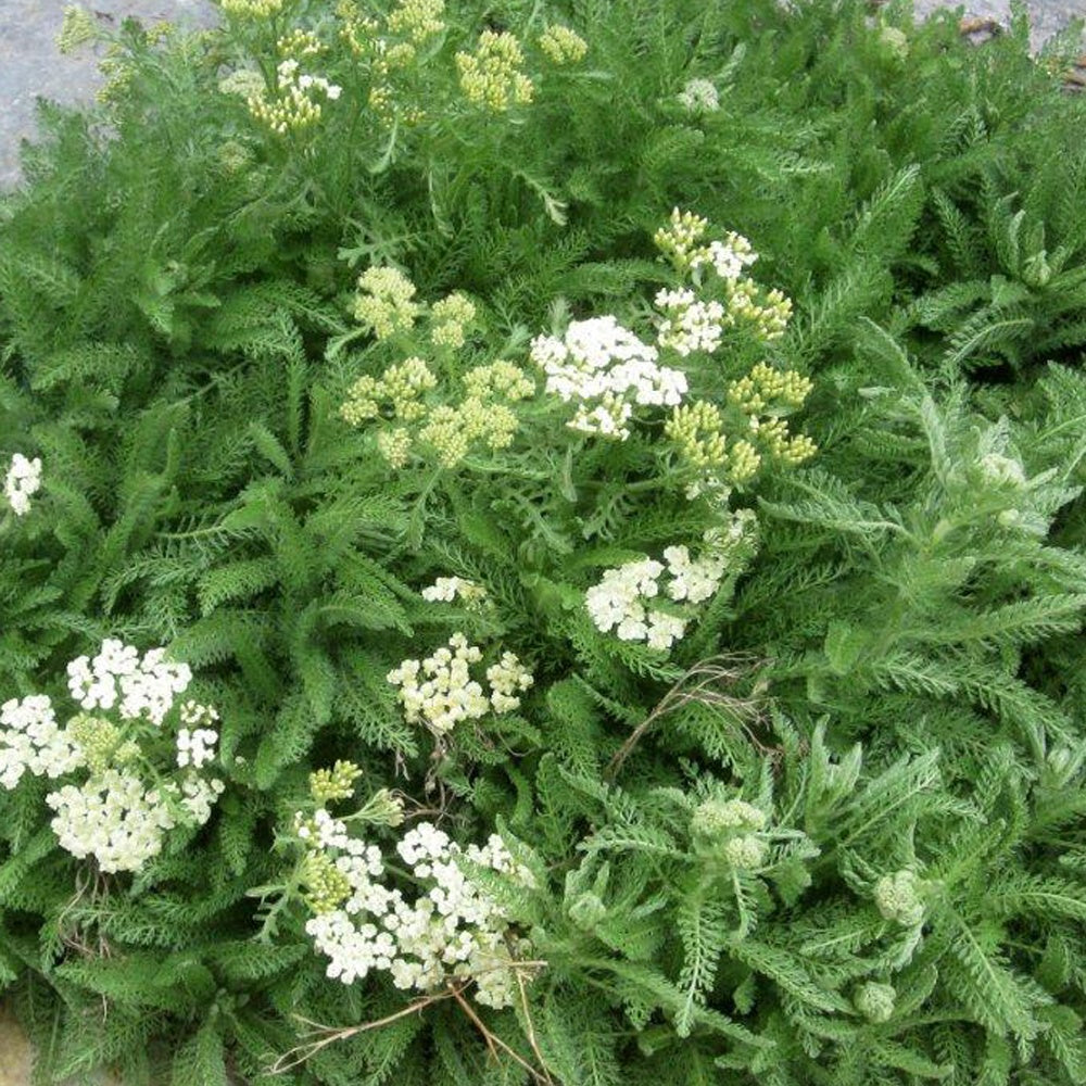 Meerfenchelblättrige Schafgarbe - Achillea crithmifolia