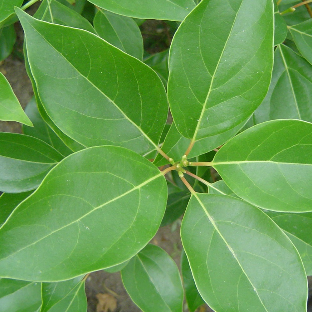 Cinnamomum camphora - Kampferbaum - Bäume