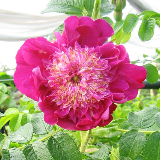 Pfingstrose Pompom Perfume - Bakker
